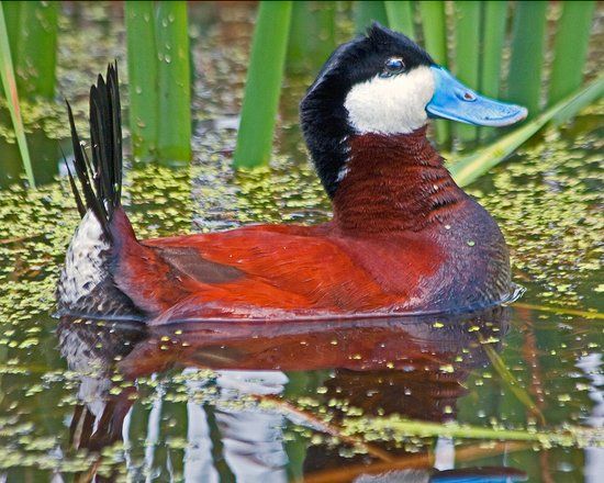 Peter Jannink Nature Park
